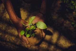 child planting in India, earth, soil