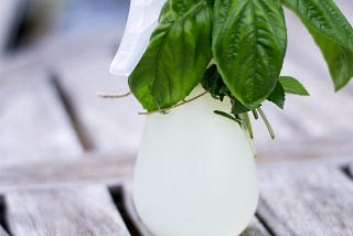 DIY Mint a natural insect repellent