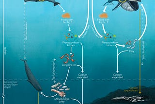 Ocean Acidification & Temperature Increases