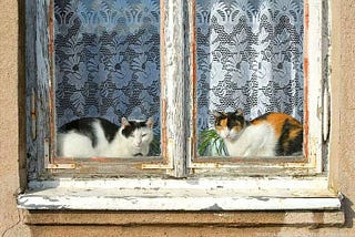 Oh, to be a little cat and sit in a windowsill