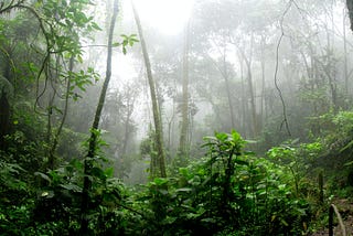 A mist-shrouded tropical forest.