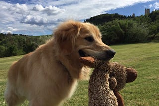 beautiful golden retriever holding toy in mouth