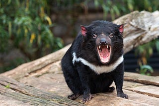 Save The Tasmanian Devil!