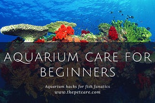 Aquarium care for beginners