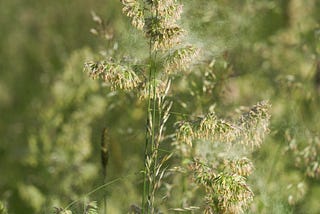 Le rhume des foins ou rhinite allergique