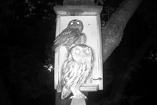 Two owls are perched at an owl house.