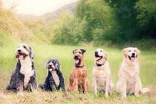 Why I Won't Get A Second Dog.