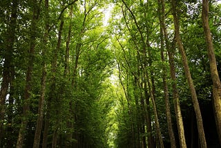 Climate investing: where should the money be going?