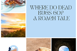 WHERE DO DEAD BUGS GO? A ROACH TALE