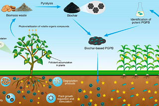 Harnessing Plant-Microbe Interactions for Soil Remediation: A Green Approach to Environmental…