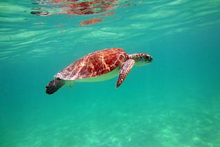 A turtle is swimming underwater