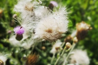 A close-up photo of soft, fluffy white weeds blooming with teeny, purple flowers in a field