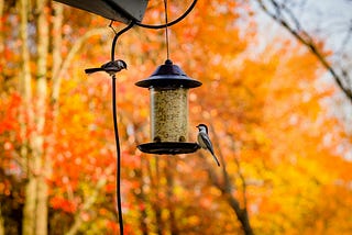 Feed the Birds, Feed Your Soul: Easy Treats to Attract Backyard Birds