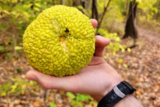 The Osage Orange Keeps the Time — a walk through Indiana