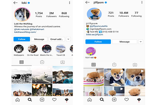 6 Tips To Make Your Dog Insta-Famous
