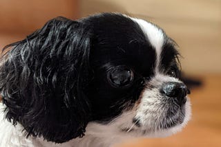 [Partial profile headshot of small black and white dog, eyes wide, gazing intently at something off camera]