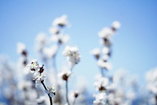 Is Organic Cotton Sustainable? Pros & Cons