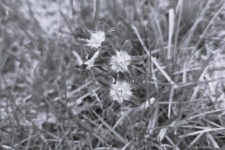 Spring’s Dichotomy