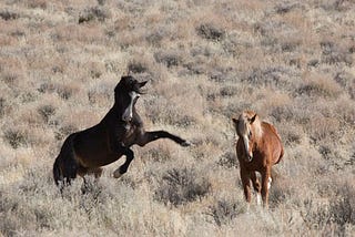 The wild mustangs of Carson Valley