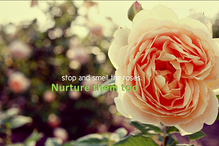 Stop, dont just smell the roses , nurture them