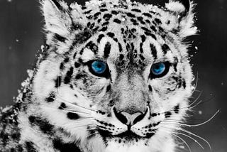 snowleopard governance token