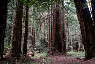 Taking a tripod to Muir Woods