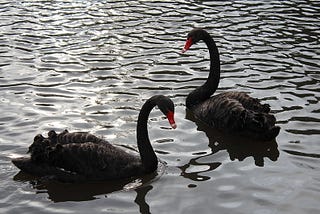 Black Swans are laying eggs in Devon. March 2016…