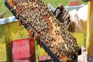 Global Bee Venom Extract Market Size, Industry Trends, Historical Data, Growth Analysis Forecast to…