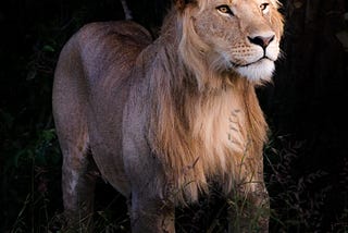 Young lion at night