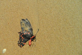 Dead Butterflies