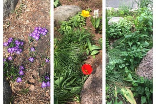 Observe, Speculate, Belong: My Phenological Walk