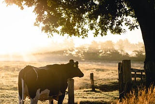 Two Examples of Agricultural Innovation