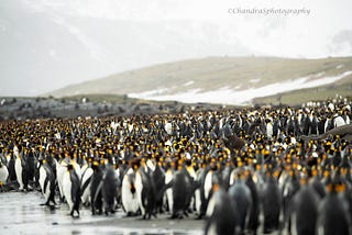 It wasn’t all misery.. In search of Penguins
