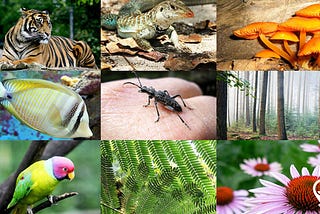 What is biodiversity and why does it matter?