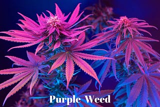 Purple cannabis flowers with the words “Purple Weed”