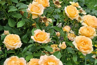 Five Reasons You Need to Scalp Your Roses In the Summer