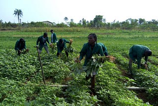 The role of youth farmers in Sub-Saharan Africa