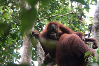 Covid-19 endangers the sustainability of the rainforest in Kalimantan, Indonesia.