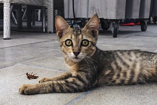 Young tiger-striped cat looking surprised while lying on a tile floor next to a dead cockroach.