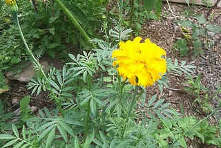 Bright yellow marigold blooming in the garden