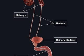 Minor Urinary Tract Infections Might Lead To Prostate Infections And Enlargement, Beware!