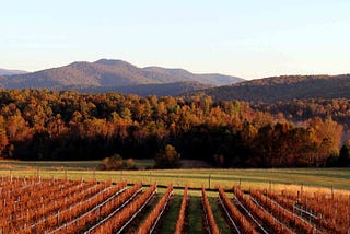 5 Ways to Celebrate Virginia Wine Month