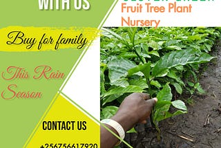#fruittreenursery #qualityseedlings +256756617920