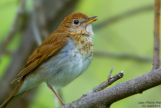 What can migratory birds tell us about creating better AI based predictive analytical models?