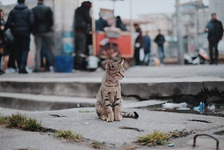 Cat on sidewalk with people behind him.