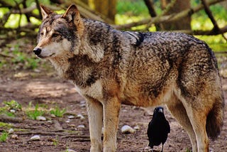 Wolves & Ravens: An Unlikely Bond