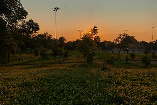 The sun sets over a field of clovers in a city park.