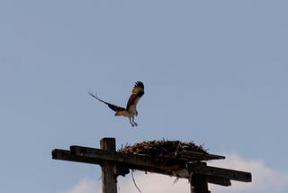Galt: Hiking & Birding
