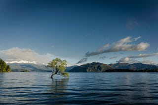 Lessons From a Tree; Lessons from Life