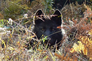 Oregon’s Rotting Cattle Carcasses Lead to Dead Wolves